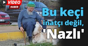 Bu keçi inatçı değil, 'Nazlı'
