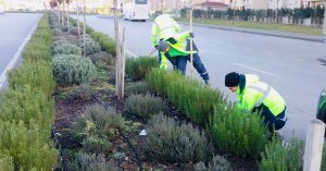 Körfez’de yeşil alanlara bakım çalışması