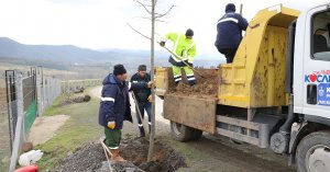İhsaniye - Yalakdere arasında ağaçlandırma devam ediyor