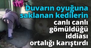 Duvarın oyuğuna saklanan kedilerin canlı canlı gömüldüğü iddiası ortalık karıştırdı