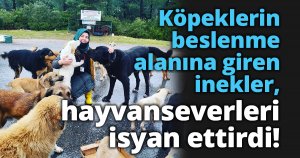 Köpeklerin beslenme alanına giren inekler, hayvanseverleri isyan etti