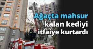 Ağaçta mahsur kalan kediyi itfaiye kurtardı