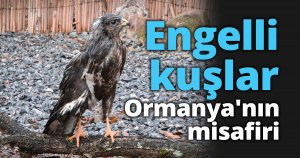 Engelli kuşlar Ormanya'nın misafiri