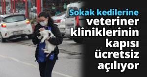 Sokak kedilerine veteriner kliniklerinin kapısı ücretsiz açılıyor