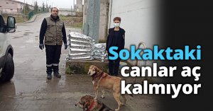 Sokaktaki canlar aç kalmıyor