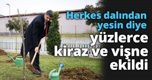 Herkes dalından yesin diye yüzlerce kiraz ve vişne ekildi