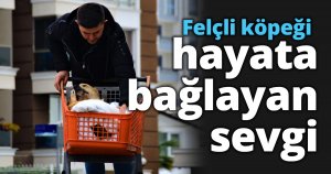Felçli köpeği hayata bağlayan sevgi