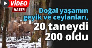 Doğal yaşamın geyik ve ceylanları, 20 taneydi 200 oldu