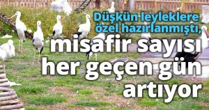 Düşkün leyleklere özel hazırlanmıştı, misafir sayısı her geçen gün artıyor