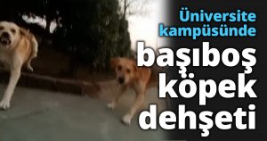 Üniversite kampüsünde başıboş köpek dehşeti