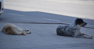 Grup halinde gezen sokak köpekleri esnaf ve vatandaşın korkulu rüyası oldu