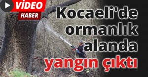 Kocaeli'de ormanlık alanda yangın çıktı