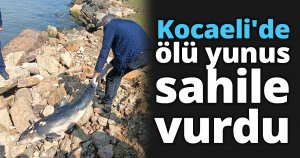Kocaeli'de ölü yunus sahile vurdu