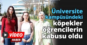 Üniversite kampüsündeki köpekler öğrencilerin kabusu oldu