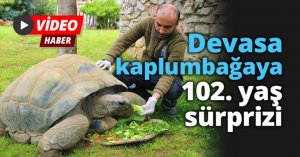 Devasa kaplumbağaya 102. yaş sürprizi