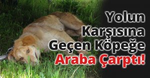 Yolun Karşısına Geçen Köpeğe Araba Çarptı!