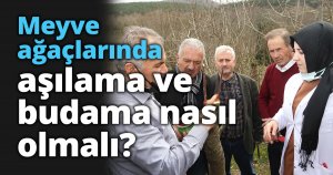 Meyve ağaçlarında aşılama ve budama nasıl olmalı?