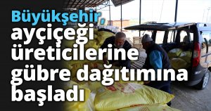 Büyükşehir, ayçiçeği üreticilerine gübre dağıtımına başladı