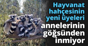 Hayvanat bahçesinin yeni üyeleri annelerinin göğsünden inmiyor