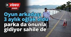 Oyun arkadaşı 3 aylık oğlak oldu, parka da onunla gidiyor sahile de