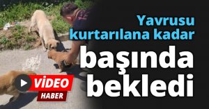 Yavrusu kurtarılana kadar başında bekledi