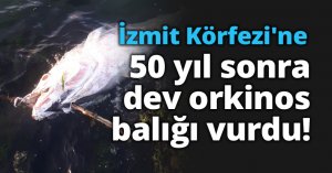 İzmit Körfezi'ne 50 yıl sonra dev orkinos balığı vurdu