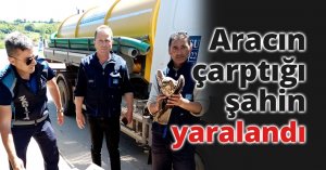 Aracın çarptığı şahin yaralandı
