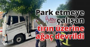 Park etmeye çalışan tırın üzerine ağaç devrildi