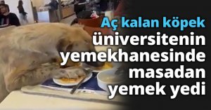 Aç kalan köpek, üniversitenin yemekhanesinde masadan yemek yedi