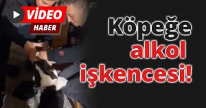 Köpeğe alkol işkencesi