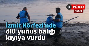 İzmit Körfezi’nde ölü yunus balığı kıyıya vurdu