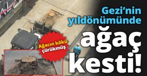 Gezi’nin yıldönümünde ağaç kesti!