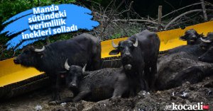 Manda sütündeki verimlilik inekleri solladı