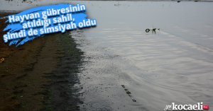 Hayvan gübresinin atıldığı sahil, şimdi de simsiyah oldu