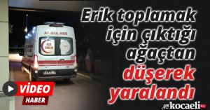 Erik toplamak için çıktığı ağaçtan düşerek yaralandı