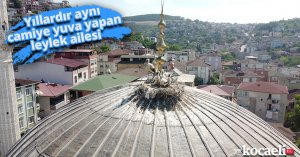 Yıllardır aynı camiye yuva yapan leylek ailesi