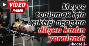 Meyve toplamak için çıktığı ağaçtan düşen kadın yaralandı