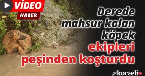 Derede mahsur kalan köpek, ekipleri peşinden koşturdu