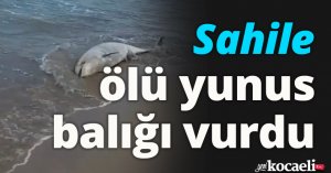 Sahile ölü yunus balığı vurdu