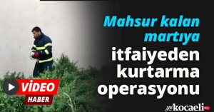 Mahsur kalan martıya itfaiyeden kurtarma operasyonu