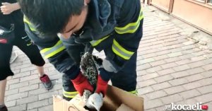 Mahsur kalan martıya itfaiyeden kurtarma operasyonu