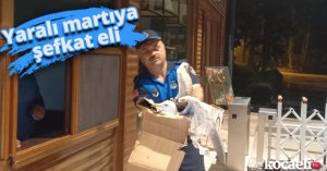 Yaralı martıya şefkat eli