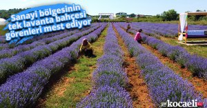 Sanayi bölgesinin tek lavanta bahçesi görenleri mest ediyor