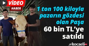 1 ton 100 kiloyla pazarın gözdesi olan Paşa, 60 bin TL’ye satıldı