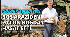 GÖLCÜK BELEDİYESİ BOŞ ARAZİDEN 20 TON BUĞDAY HASAT ETTİ