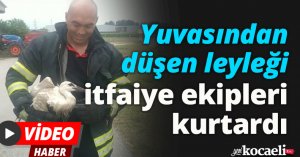 Yuvasından düşen leyleği itfaiye ekipleri kurtardı