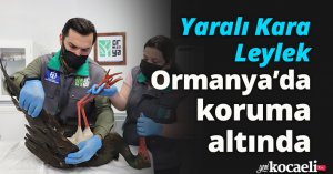 Yaralı Kara Leylek Ormanya’da koruma altında