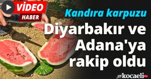 Kandıra karpuzu, Diyarbakır ve Adana'ya rakip oldu