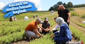Kocaeli’de melisa hasadı başladı