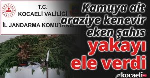 Kamuya ait araziye kenevir eken şahıs yakayı ele verdi